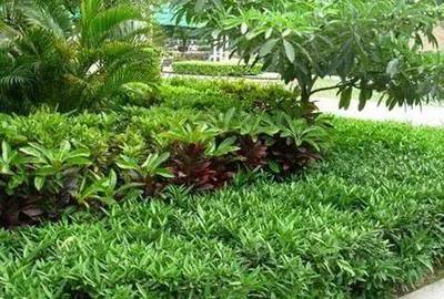 干貨！園林綠化種植技術(shù)15問，解決你的施工與養(yǎng)護(hù)難題