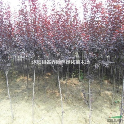 沭陽縣名界園林綠化苗木場 匠心筑綠，守護(hù)城市生態(tài)之美